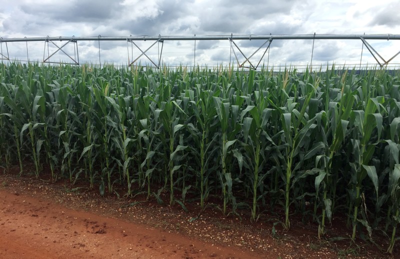A corn crop is seen at Cercado Grande farm, where expansion of grains cultivation led the farm to scrap a contract with a sugar mill for cane planting in Itajai