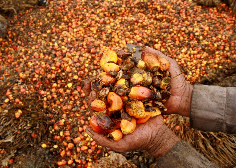 FILE PHOTO - A worker shows palm oil fruits at a palm oil plantation in Topoyo village in Mamuju