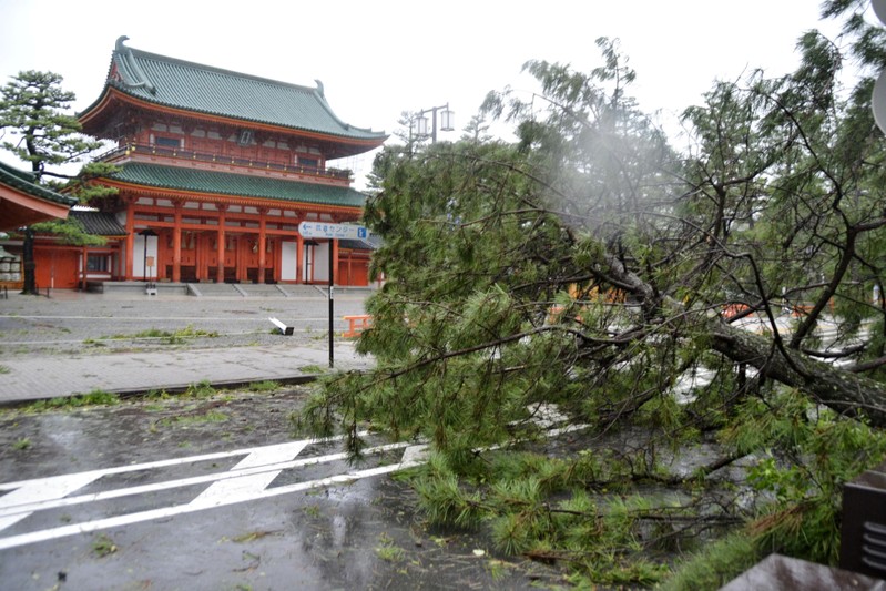 A tree damaged by Typhoon Jebi is seen in front of Heian Shrine in Kyoto