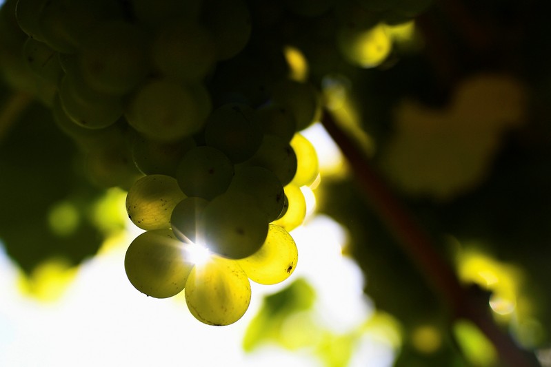 The sun shines on grapes at Chapel Down Winery's Tenterden Vineyard in Tenterden