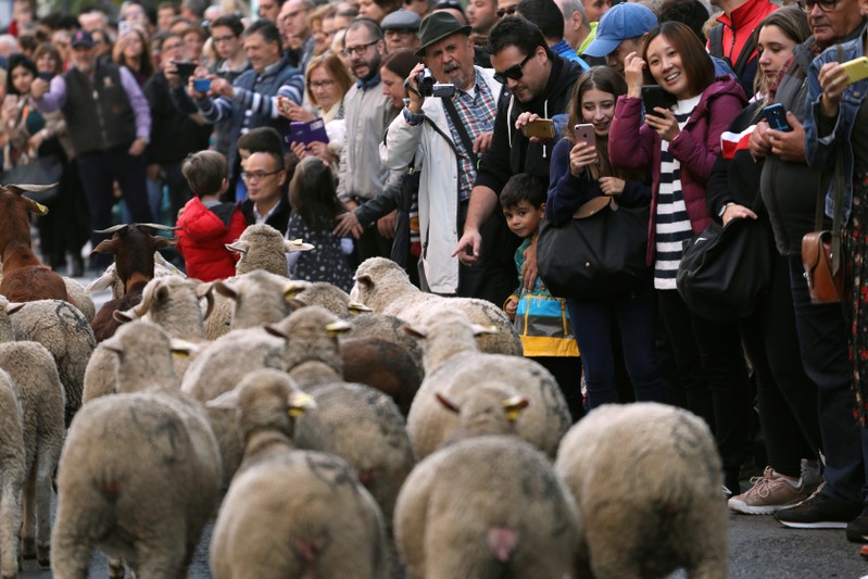 People watch a flock of sheep walk by during the annual sheep parade through Madrid