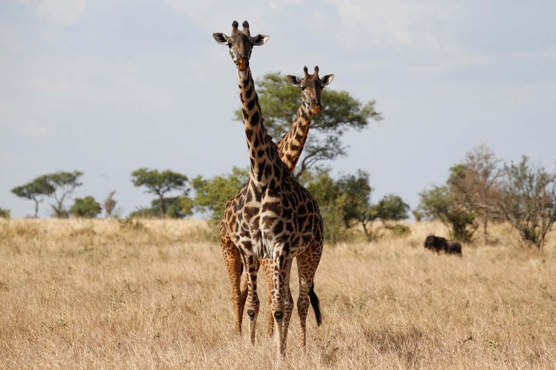 Giraffes are seen at the Singita Grumeti Game Reserve