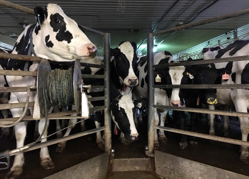 Cattle wait their turn to be milked on a farm near Rosser, Manitoba