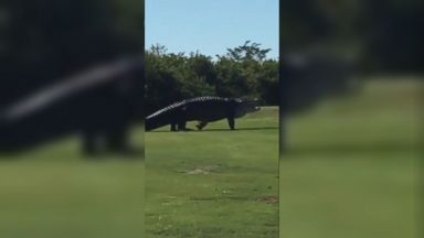 WATCH: The internet’s favorite gator returns to golf course