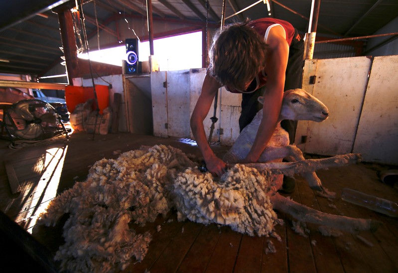 A shearer removes wool from a sheep on a drought-effected property located west of the New South Wales town of Tamworth
