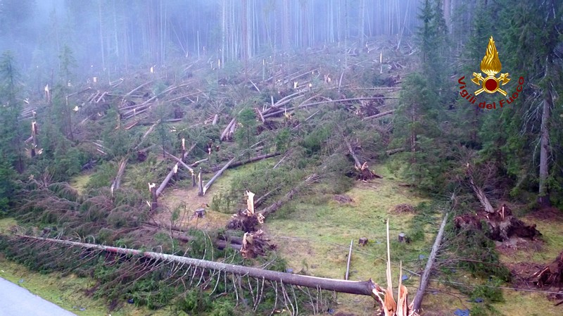 Fallen trees are seen in the mountain near Belluno