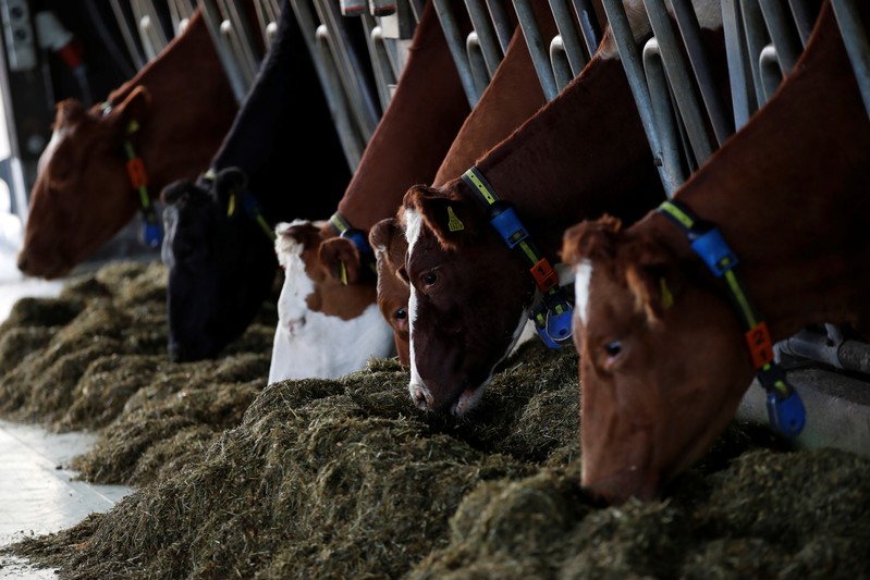 Cows without horns eat hay at Stefan Gilgen-Studer's farm in Oberwangen