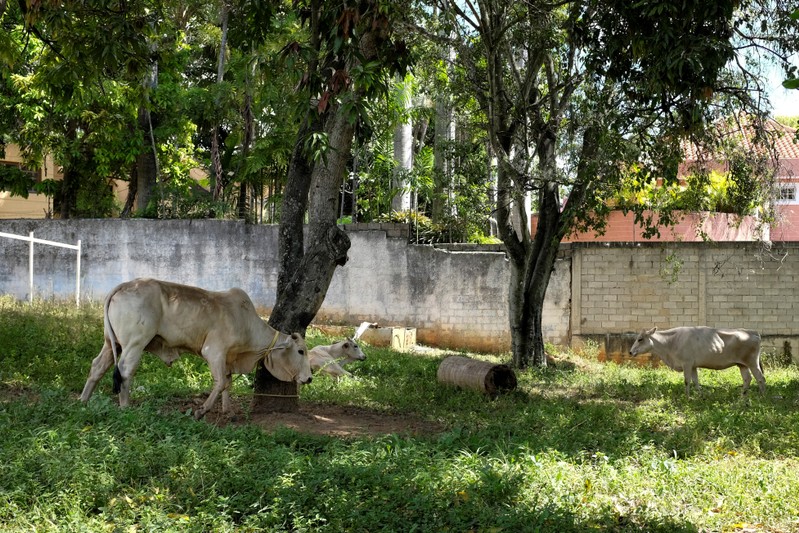 Cattle graze in the backyard of a house occupied by the Apacuana commune in Caracas