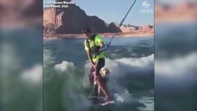 WATCH: Puppy goes wakeboarding with owner for first time