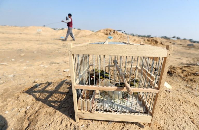 Catching songbirds at Gaza’s ruined airport