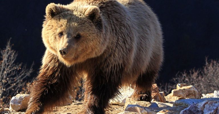 Hedge-fund veteran Mark Yusko is predicting a ‘dreadful bear market’ in 2019