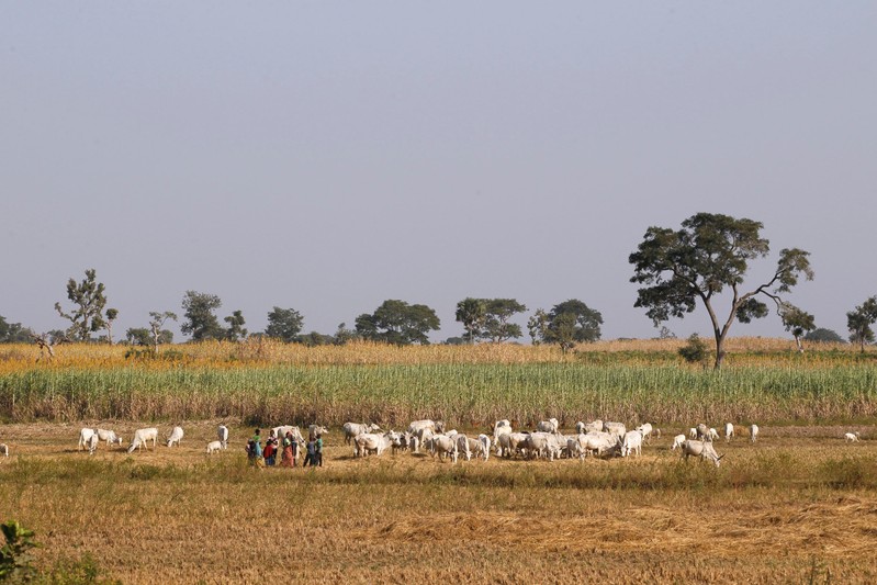 FILE PHOTO - Herders graze a field with their livestocks on the outskirt of Zaria in Nigeria's northern state of Kaduna