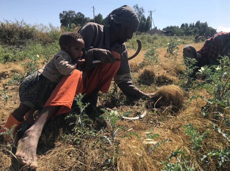 Fitsum Tekele, an Ethiopian farmer, harvests their staple Eragrostis tef, also known as teff grain in his field northeast of the Mekelle