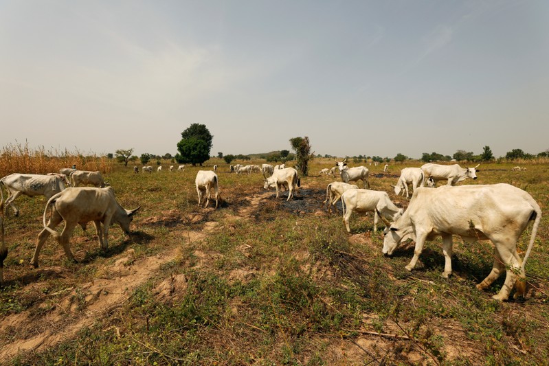 Cattle graze in a field in Paiko