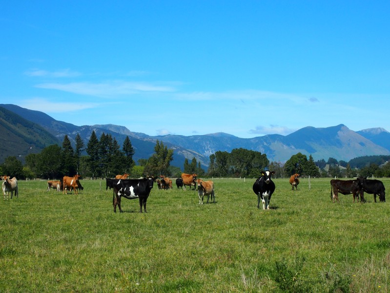 FILE PHOTO: Cattle feed in a field in Golden Bay, South Island, New Zealand