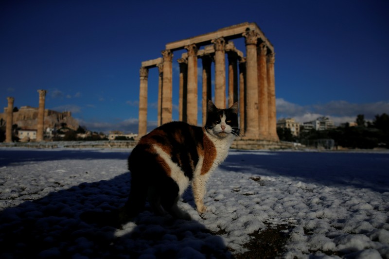 A cat is seen inside the archaeological site of the ancient Temple of Zeus following a snowfall in Athens