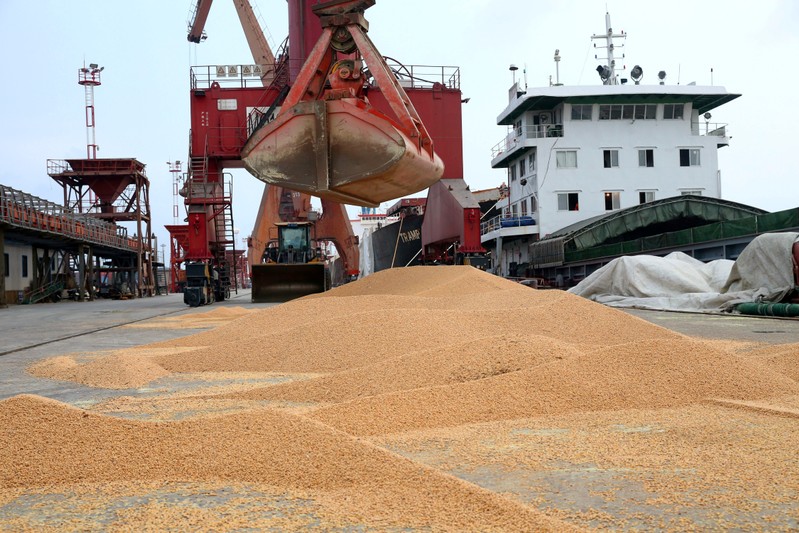 FILE PHOTO - Imported soybeans are transported from a cargo ship at a port in Nantong, Jiangsu