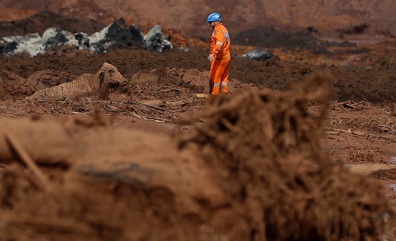 An ox is seen on mud after a tailings dam owned by Brazilian miner Vale SA burst, in Brumadinho