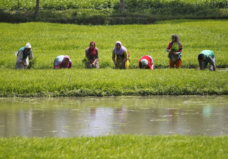 Farmers plant saplings in a rice field on the outskirts of Srinagar