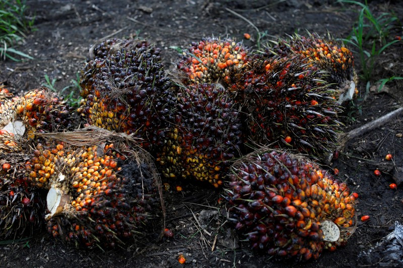 FILE PHOTO: Palm oil fruits are pictured at a plantation in Chisec