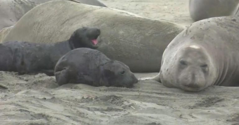 Seals take over California beach that was closed during shutdown