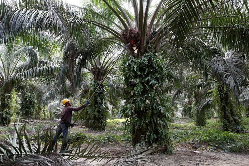 A worker collects palm oil fruits at a plantation in Bahau, Negeri Sembilan