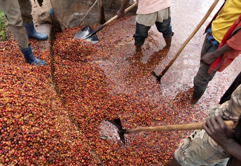 Workers pile coffee beans to be used by the farmers as compost at the Tilamo cooperative of Shebedino district in Sidama