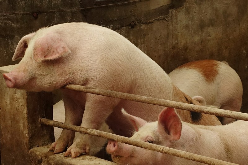 Pigs are seen on the farm of pig farmer Han Yi at a village in Changtu