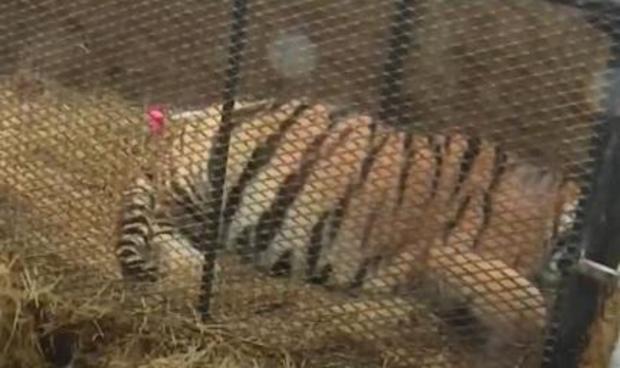 Tiger found in abandoned Houston home when 2 people slip in