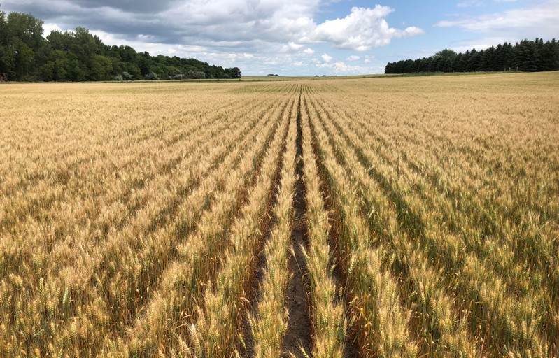 Spring wheat field in north-central North Dakota