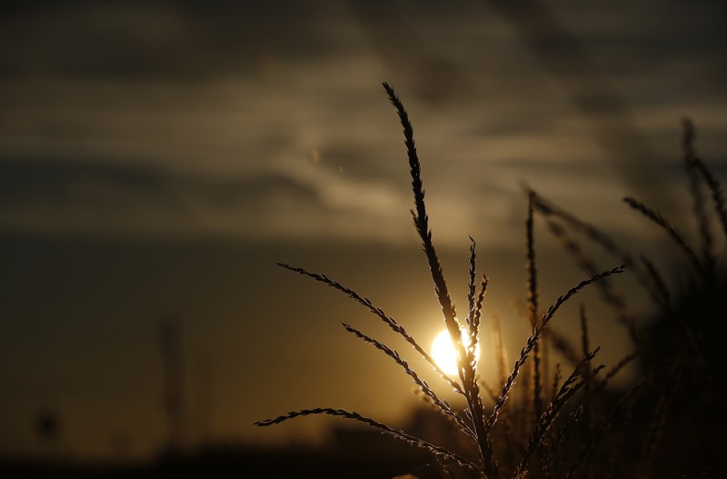 The sun rises behind a corn tassel in a field in Minooka