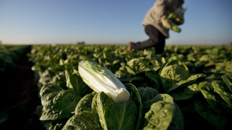 Emails show FDA worry after romaine outbreaks