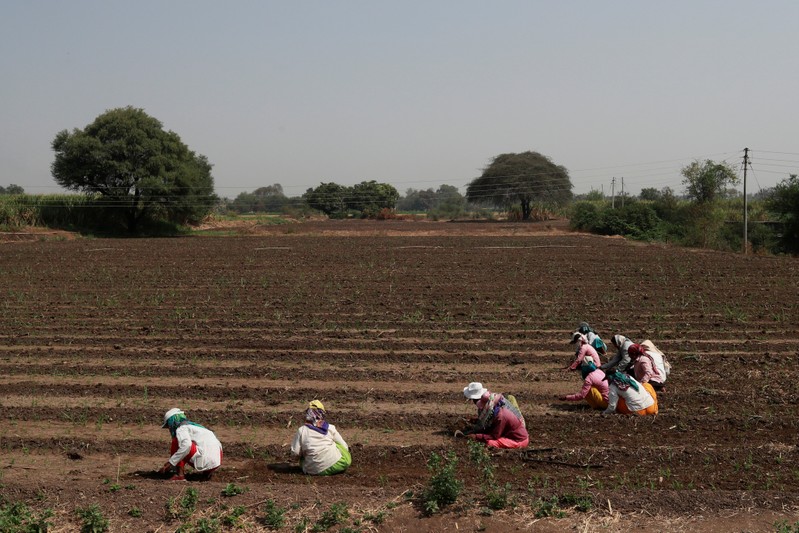 Women labourers work in a pearl millet field at Narayangaon