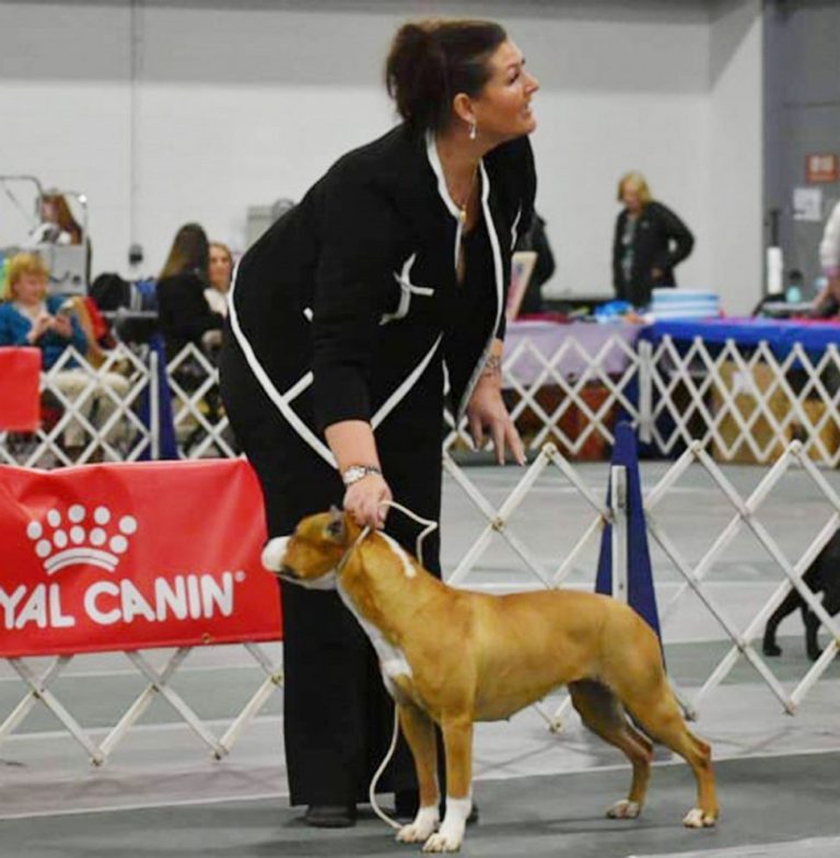 Prize-winning show dog found after vanishing at airport for 3 days