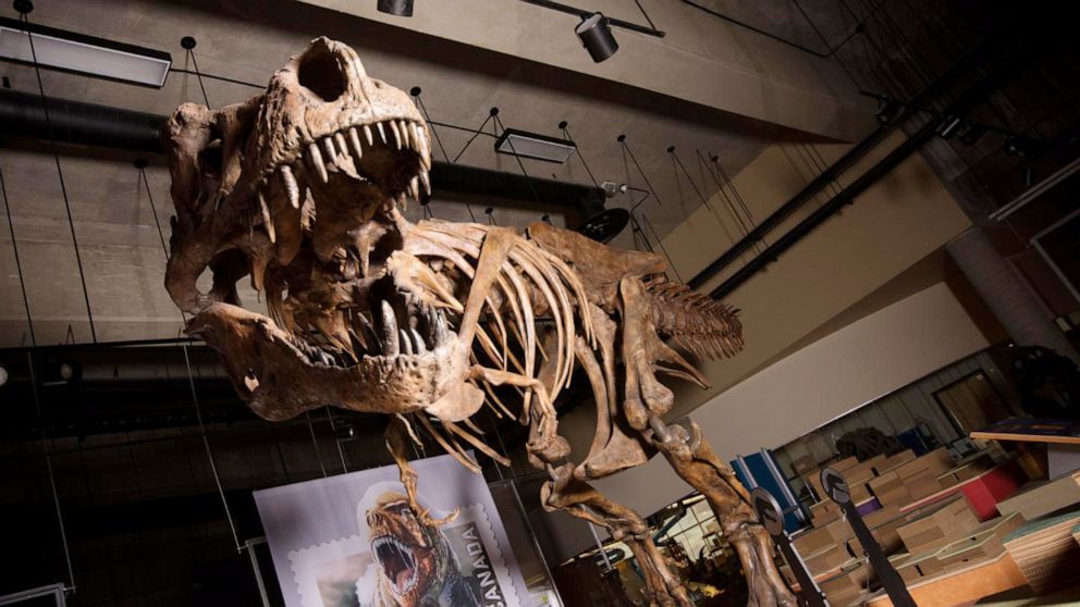 The towering and battle-scarred "Scotty"reported by UAlberta paleontologists is the world's largest Tyrannosaurus rex and the largest dinosaur skeleton ever found in Canada.