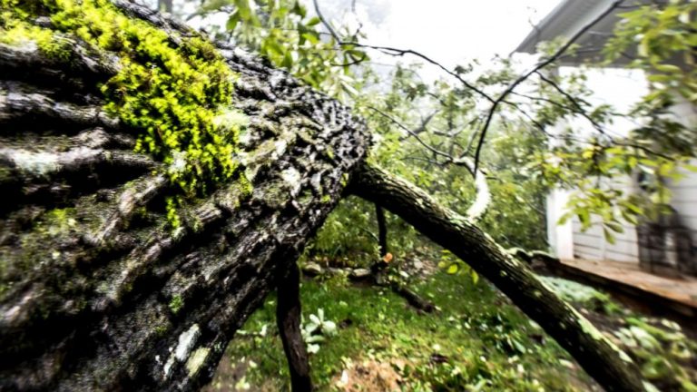 8-year-old girl killed after tree crashes through home