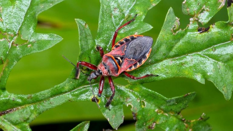 Case of blood-sucking ‘kissing bug’ confirmed in Delaware: CDC