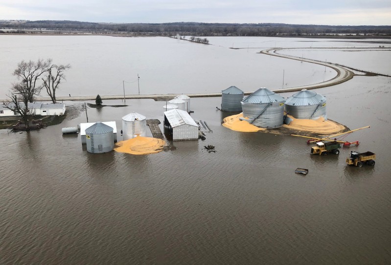 Contents of grain silos which burst from flood damage are shown in Fremont County, Iowa