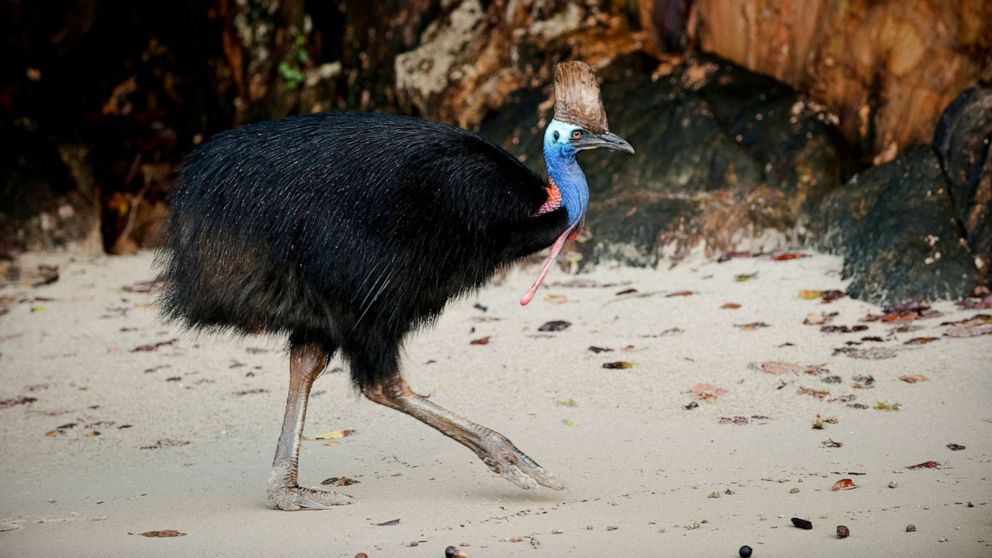 An undated stock photo of a cassowary.