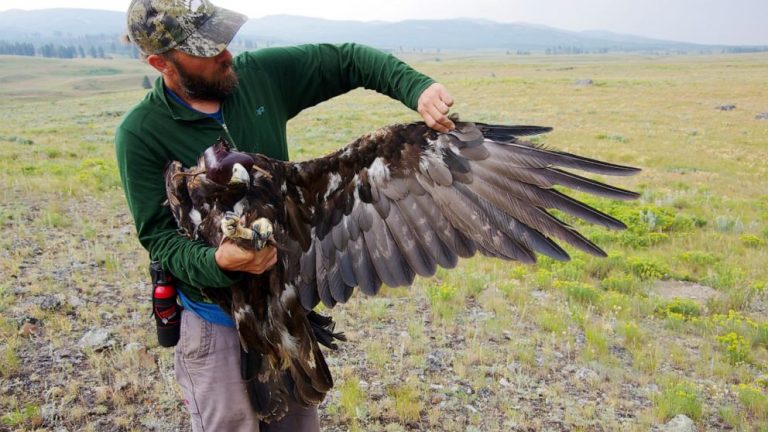 Lead kills 1st Yellowstone golden eagle fitted with tracker