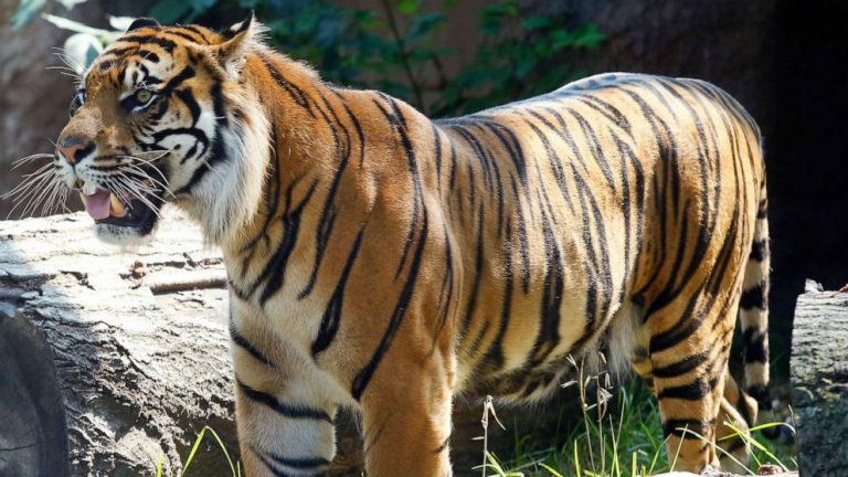 Tiger attacks keeper at zoo