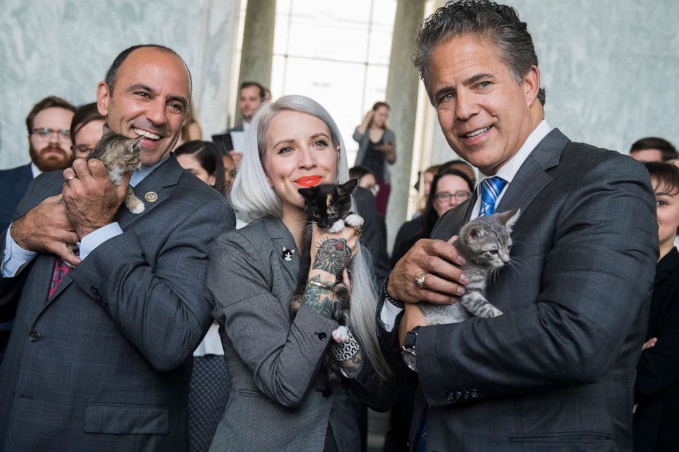 Reps. Jimmy Panetta, Mike Bishop and Hannah Shaw, an animal advocate known as "Kitten Lady," pose during a event to promote bipartisan legislation to end the Department of Agriculture's scientific testing on kittens, in Washington, June 7, 2018.