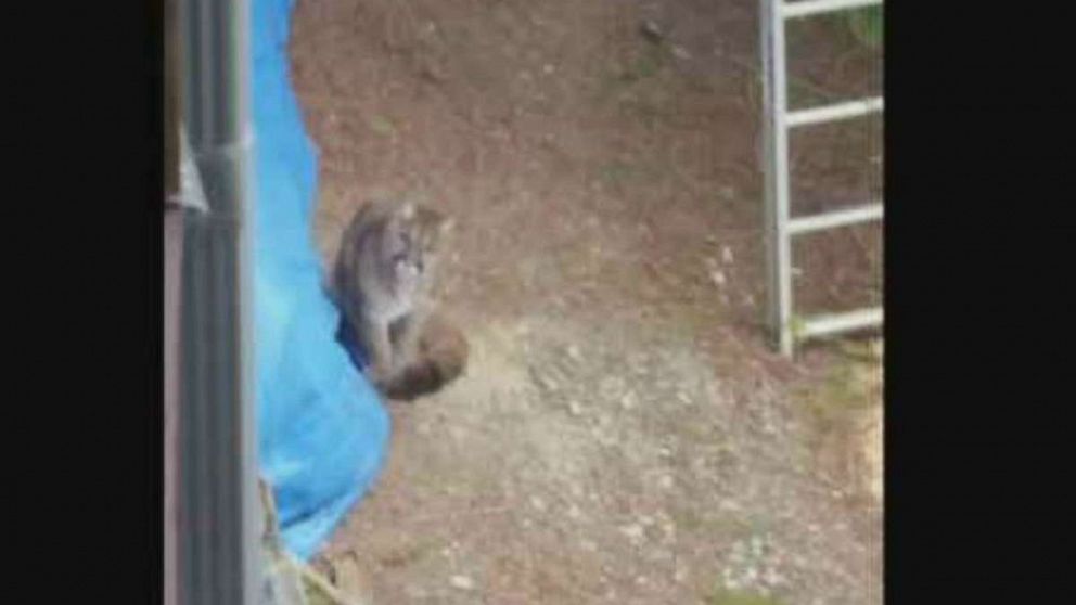 A neighbor snapped a photo of one of the two cougars that were euthanized in Lake Cowichan, Vancouver Island, after an attack.