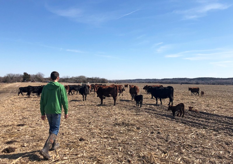 FILE PHOTO: Justin Mensik, corn and soybean farmer, attends to his cattle at his farm in Morse Bluff