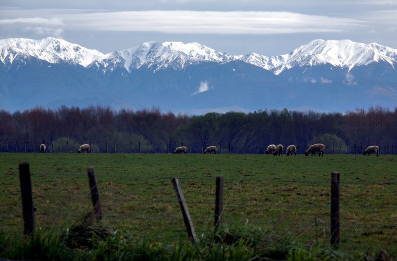 FILE PHOTO: Sheep graze at a paddock in front of the snow-covered Tararua mountain range on the outskirts of the town of Palmerston North