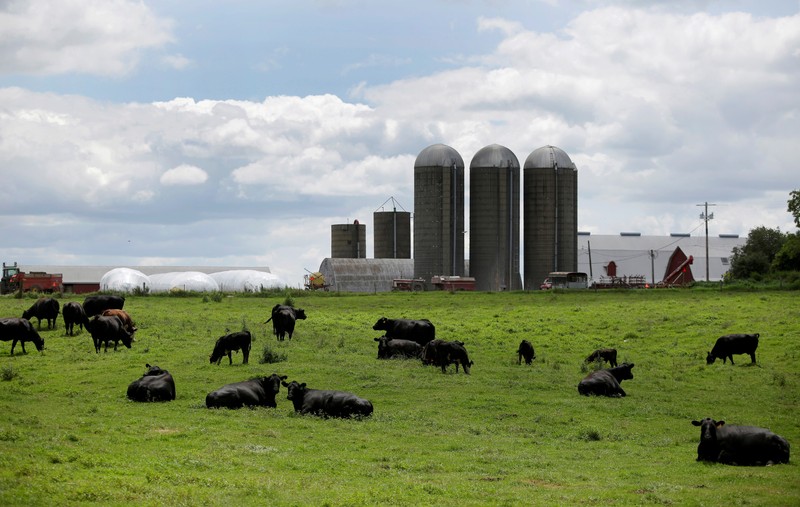 FILE PHOTO: Cattle rest in a field outside a farm in Peosta, Iowa
