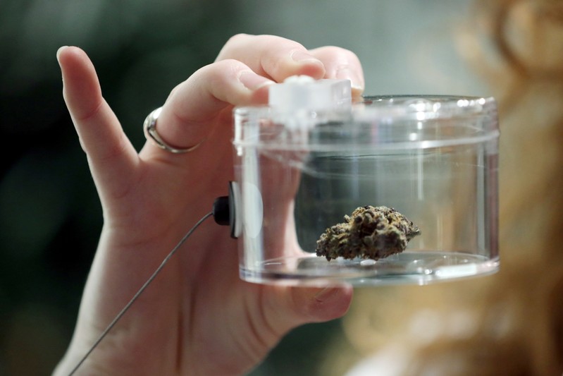 FILE PHOTO - An employee holds a display of dried marijuana as the first legal cannabis stores open in the province of Ontario, in Ottawa