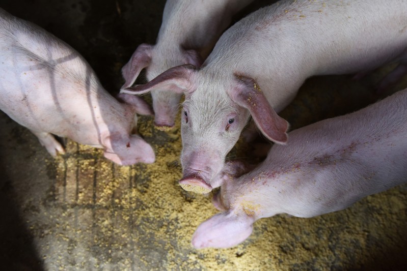 FILE PHOTO: Pigs are seen at a family farm in Fuyang, Anhui