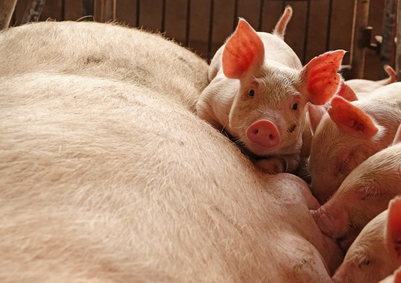 FILE PHOTO: Piglets are seen by a sow at a pig farm in Zhoukou