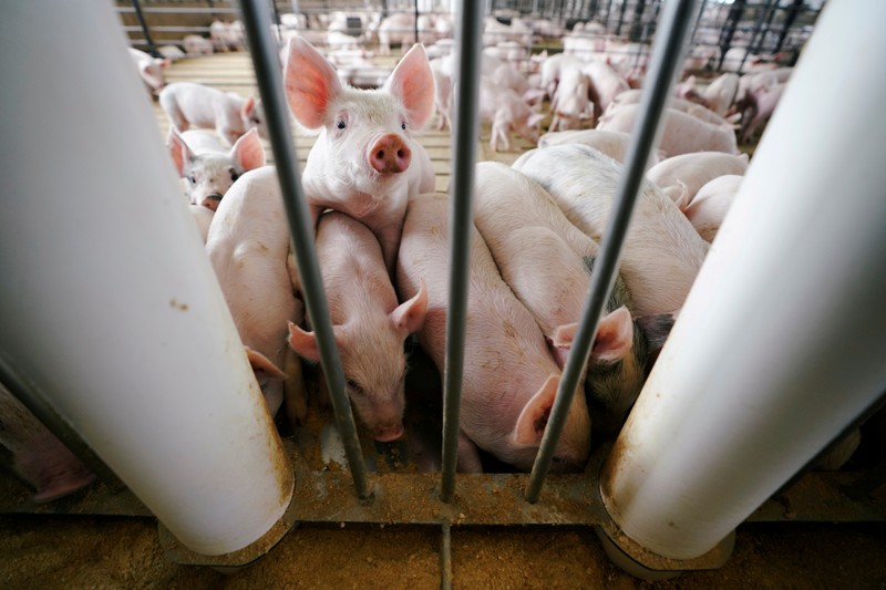 FILE PHOTO: Young pigs feed in a pen at a hog farm in Ryan